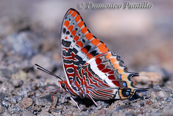 Charaxes